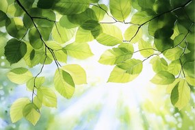 Fotótapéta Flizelina Fa Ág Zöld Levelek Nap 312x219 ragasztó