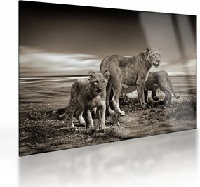 Fekete fehér tigris képe (üvegen) (70x50 cm)