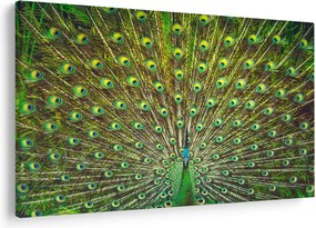 Kép - Páva (90x60 cm)