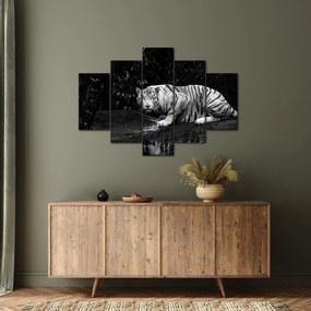 Kép - albínó tigris, fekete-fehér (150x105 cm)