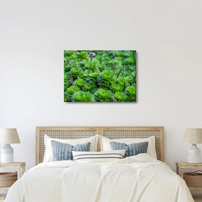A pozsgás növények képe (70x50 cm)