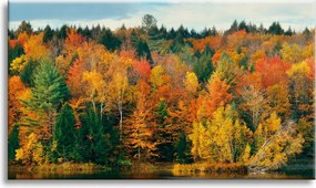 Vászonkép Színes Levelek Fák Ősz Természet 80x40 cm