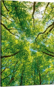 Vászonkép Fák Levelek Természet Erdő Tavasz 50x80 cm