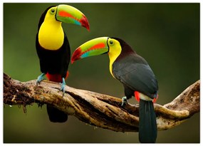 Ülő tukánok képe, Costa Rica (70x50 cm)