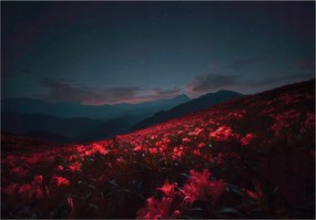 Vinil Tapéta Flizelin Virágok Mező Tájkép Természet Tájkép 368x254