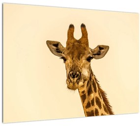 Egy zsiráf képe (üvegen) (70x50 cm)