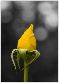 Poszterek 70x100 Sárga rózsa