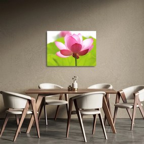 Lótuszvirág kép (üvegen) (70x50 cm)