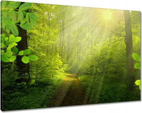 Vászonkép 100x70 Varázslatos erdő Sugárzás