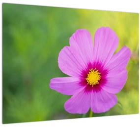 Kép - réti virág (70x50 cm)