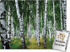 Fotótapéta Nyírfa Erdő Természet Fali Hálószoba Nappali 200x140