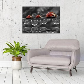 Kép - Napraforgó, fekete-fehér (70x50 cm)