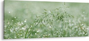 Kép - Reggeli harmat a fűszálakon (120x50 cm)