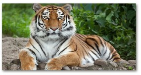 Akrilkép Szibériai tigris oah-129133169