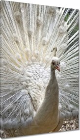 Vászonkép 80x120 Madarak