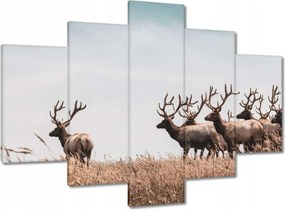 Képek 150x105 Szarvascsorda Szarvak