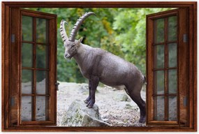 Poszter 60x40 Alpesi bak Szarvak