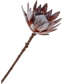 Protea művirág csokor 74 cm