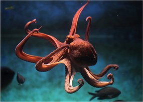 Üveg kép - Octopus (70x50 cm)