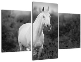 Egy fehér ló képe egy réten, fekete-fehér (90x60 cm)