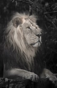 Poszter 56,6x86,4cm Oroszlán, Assaf Frank