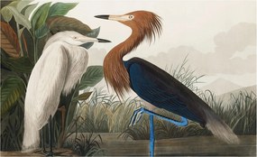 Fotótapéta Flizelin Fal a Hálószobába Madarak a növényekben 416x254 Ragasztó