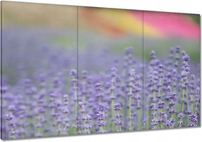 Vászonkép 120x80 Levendula világ