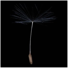 Poszterek 100x100 Pitypang Virág Virágok