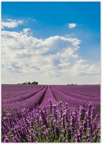 Poszterek A5 Pion Levendula mező Levendula
