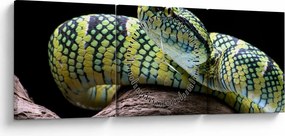 Kép - Wagler csörgőkígyó (órával) (90x30 cm)