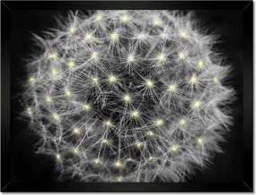 Poszterek keretben 40x30 Pitypang Virág Virágok