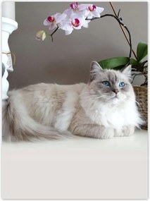 Poszterek 100x135 Ragdoll fajta macska