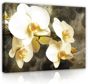 Vászonkép, Orchidea, 100x75 cm méretben