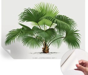 Dekoratív öntapadós fotótapéta Hálószobába Egzotikus pálmafa 312x219