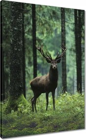 Vászonkép 50x70 Szarvas az erdő közepén