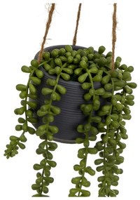 Műnövény (magasság 37 cm) Senecio – Casa Selección