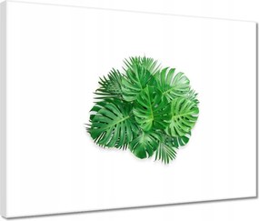 Vászonkép 40x30 Monstera Lyukas levelek