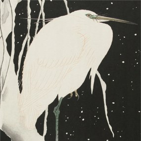 Dekoratív Fotótapéta Hálószobába Téli madár 250x250 Ragasztó