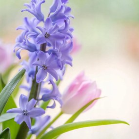 Poszter 60x60cm Jácint és tulipánok közelkép, Assaf Frank