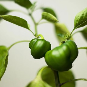 Gario Paraván Zöldpaprika ágon Méret: 180 x 170 cm, Kivitelezés: Klasszikus paraván
