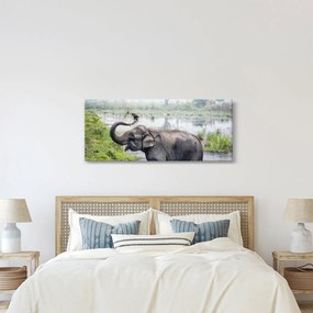 Kép - Fürdőző elefánt (120x50 cm)