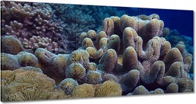 Vászonkép 180x90 Sárga korallzátony