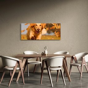 Kép - Golden Retriever (120x50 cm)