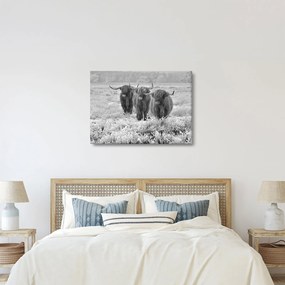 Kép - Skót tehenek, fekete-fehér (70x50 cm)