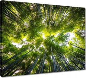 Vászonkép 50x40 Bambusz trópusi erdő