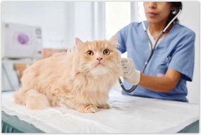 Poszterek 120x80 Orvos macska vizsgálat