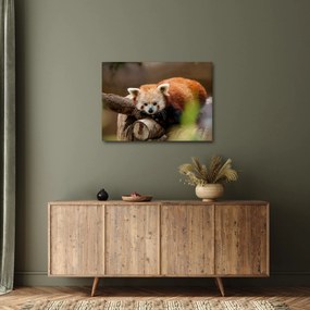 Vörös panda képe (70x50 cm)