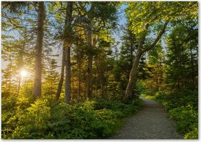Modern üvegpanel a konyhába Erdő Ragasztó Ingyenes