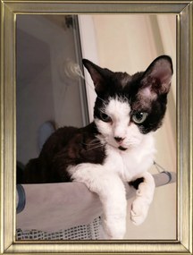 Fém fotókeret 10x15 matt arany D-125 Zg)