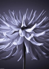 Poszter 21x29,7cm Dália virág 3, Assaf Frank